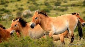 Prewalski’s Horses – The True Wild Horses of the World